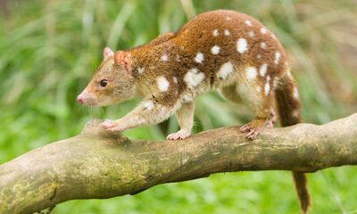 South Australia farmer catches spotted quoll in first official state sighting for 130 years