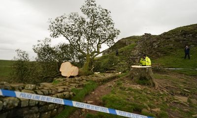 Famous Sycamore Gap tree at Hadrian’s Wall found cut down