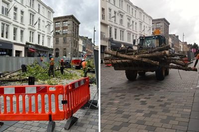 Here's why Glasgow's council is cutting down trees in the city centre