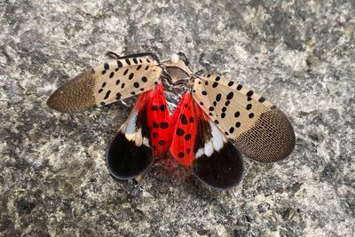 Spotted lanternfly has spread to Illinois, threatening to crops and trees