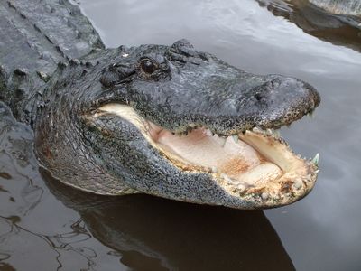 A Phillies fan tried to bring his emotional support alligator into a game