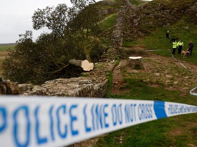 Boy, 16, arrested amid anger and sorrow after world-famous Sycamore Gap tree chopped down
