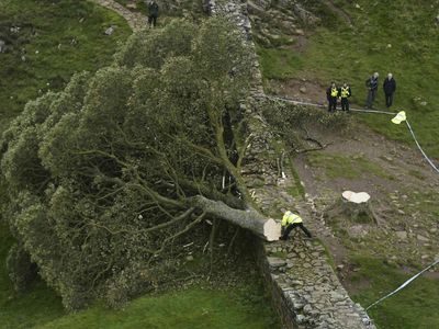 A 16-year-old boy was arrested in England over the felling of an iconic tree