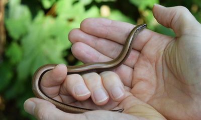 Country diary: Quick thinking to save a slow worm