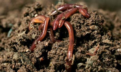 Earthworms help produce as much grain as Russia, say researchers