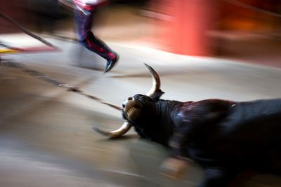 A new Spanish law strengthens animal rights but exempts bullfights and hunting with dogs