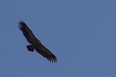 Spanish griffon vultures are released into the wild in Cyprus to replenish the dwindling population