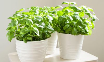 A little work now will mean a festival of produce to harvest over winter