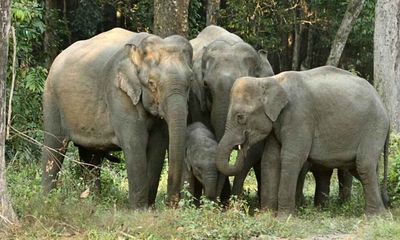 Science & Technology: Wild Asian elephants possess peculiar abilities for puzzle-solving