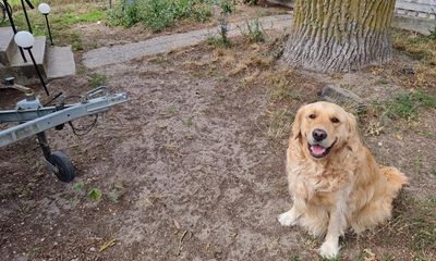 ‘The dog’s very happy’: water-conscious Swedish islanders compete for ugliest lawn title