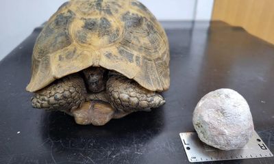 Howzat? Tortoise, 82, has cricket ball-sized bladder stone removed