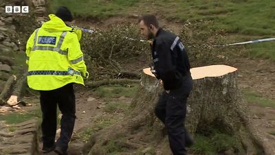 Sycamore Gap: National Trust hope shoots grow from stump of felled tree as suspect bailed