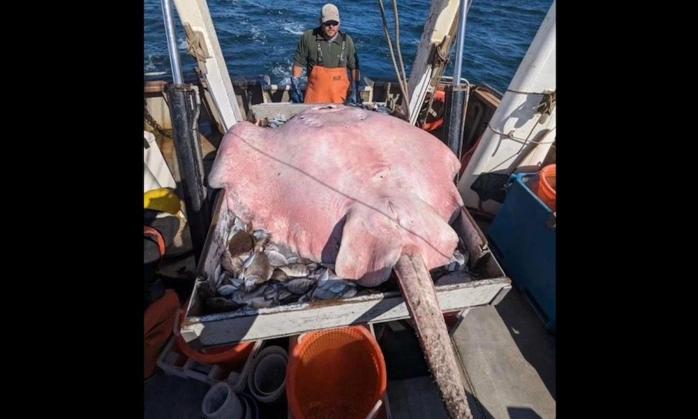 400-pound stingray makes rare showing in Long Island…