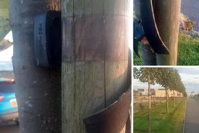 Mystery over 'shocking' vandalism of 180 trees at Scottish health centre