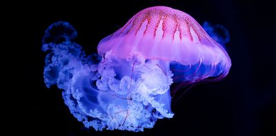 Jellyfish: our complex relationship with the oceans' anti-heroes