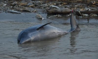 Mass death of Amazonian dolphins prompts fears for vulnerable species