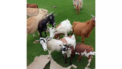 Do you see Lionel Messi or Rohit Sharma in this image?