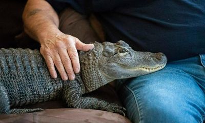 See you later: emotional support alligator denied entry to Phillies game