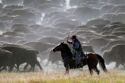 Rounded up! South Dakota cowboys and cowgirls rustle up hundreds of bison in nation's only roundup