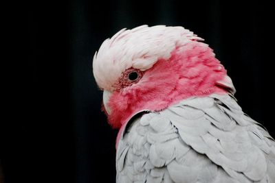 An injured galah taught me that what makes something beautiful is also what makes it fragile