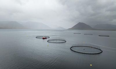 Thousands of salmon escaped an Icelandic fish farm. The impact could be deadly