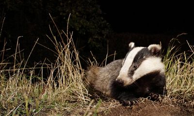 Country diary: The badgers dug their own HS2 overnight