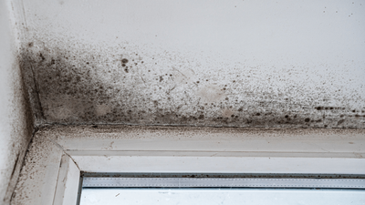 A Pair Of NSW Landlords Have Been Ordered To Pay A Tenant $5,000 Over Black Mould & Thank Fuck