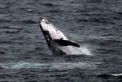 Man killed, one hospitalised after whale hits boat off Australia