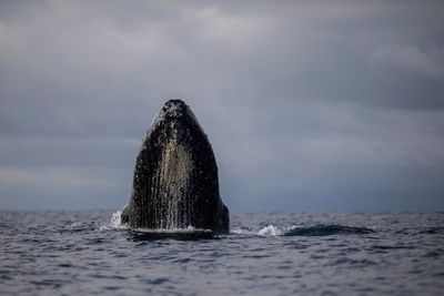 Whale collides with boat in ‘absolute freak accident’ off Sydney that leaves man dead