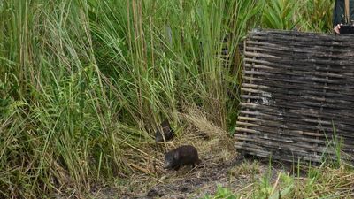 18 rare pygmy hogs reintroduced in their historical home in Assam