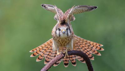 Chicago outdoors: Kestrel utilizing cemetery refuse and an ode to a mantis