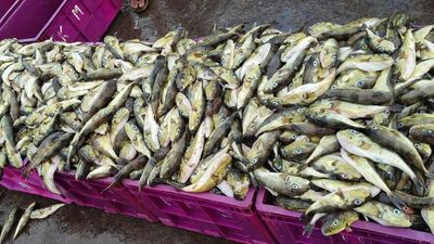 Fishers encounter yet another trouble in pufferfish
