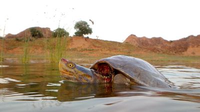 Chennai top node in tortoise trafficking network, says study