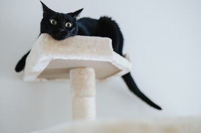 Is My Cat Bored? Here's What Animal Boredom Actually Looks Like