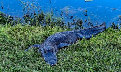 Jawless Florida alligator named Jawlene for fellow ‘treasure’ Dolly Parton