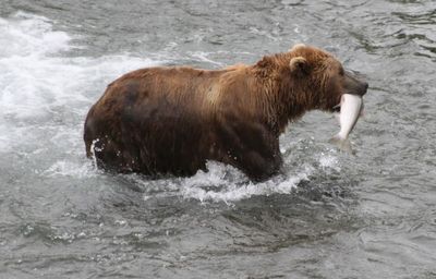 Fat Bear Week could be postponed if the government shuts down