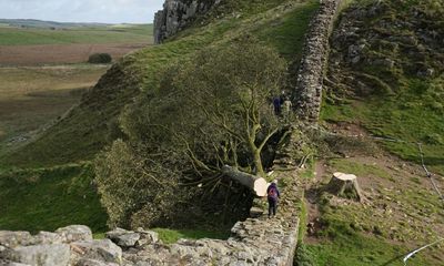 ‘You can’t put a tree back up’: debate rages about memorial for Sycamore Gap