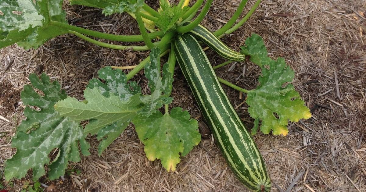 There are various weird types of zucchini. Which will…