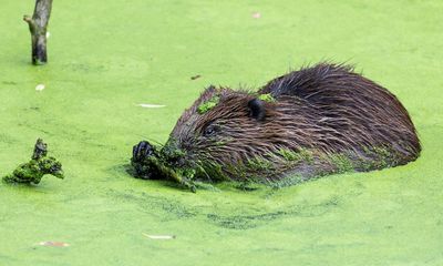 Baby beaver born in London for first time in 400 years