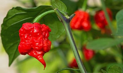 Canadian breaks speed record for eating 50 Carolina reapers