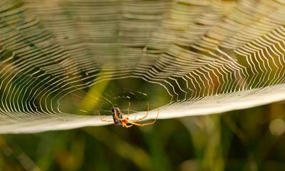 ‘Stronger than steel, stretchier than rubber’: the quest to harness the power of spider silk