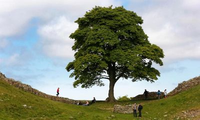 The Observer view on the felling of Britain’s famous Sycamore Gap tree