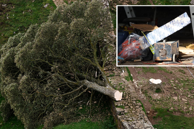 Sycamore Gap tree – latest: Man in 60s released on bail as police find chainsaw