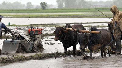 Manipur to compensate farmers hit by ethnic violence with ₹38-crore package