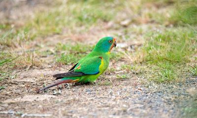 ‘Watching extinction in real time’: conservationists losing hope for Australia’s swift parrot if logging continues