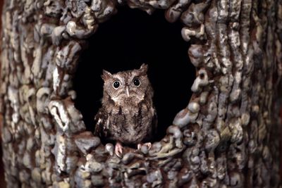 Lessons from rescuing a baby owl