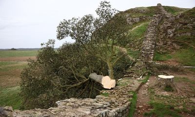 Sapling planted at Sycamore Gap removed by National Trust