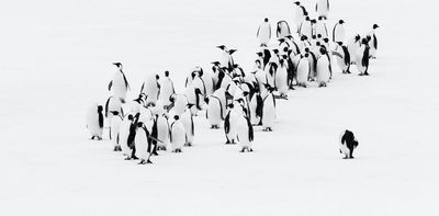 Emperor penguins face a bleak future – but some colonies will do better than others in diverse sea-ice conditions