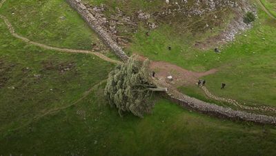 Sapling planted at site of felled Sycamore Gap tree removed by National Trust