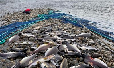 ‘It smells so bad’: glut of wild salmon creates stink in Norway and Finland